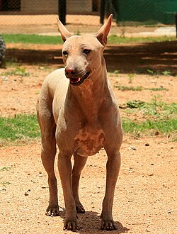 Primitive dog breed of India. Jonangi dog standing outside. Mostly hairless dog.