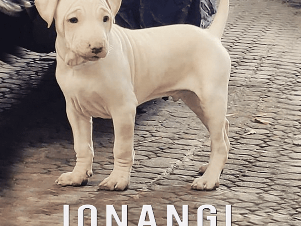 Jonangi hairless dog puppy standing on brick patio.
