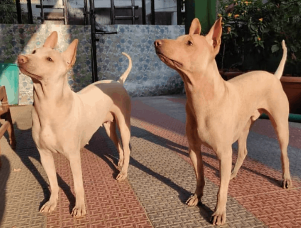 Two young hairless Jonangi dogs of India outside standing at attention.