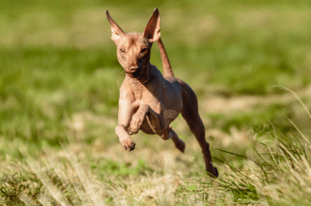 An Argentine Pila dog running and leaping in a grassy field.