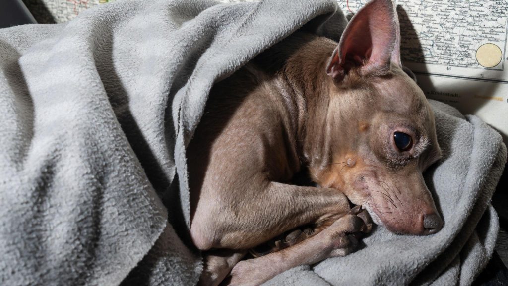 An American Hairless Terrier dog in bed resting.