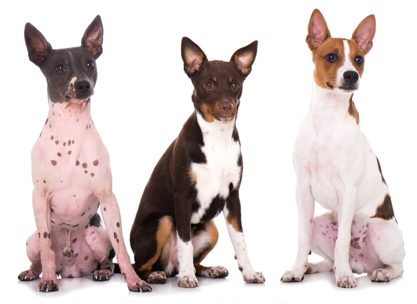 Three American Hairless Terriers showing hairless and coated varieties sitting.