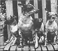 Vintage black and white photo of American Hairless Terrier and puppies.