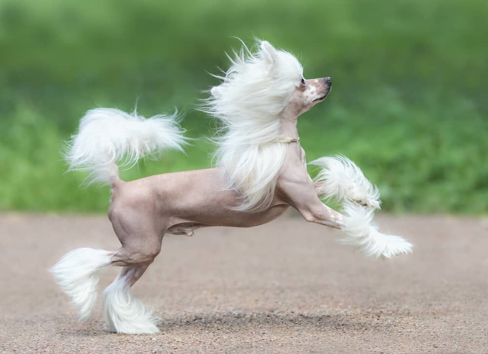 Chinese Crested hairless variety dog toy sized running.