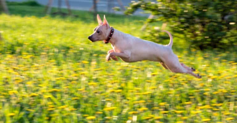 An American Hairless Terrier dog running and playing outdoors in field of flowers
