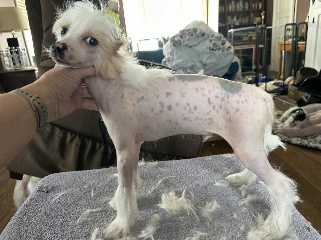 Chinese Crested hairless dog being groomed.