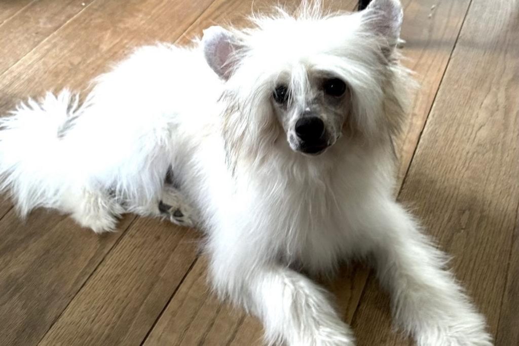 Powderpuff variety coated Chinese Crested dog laying down.