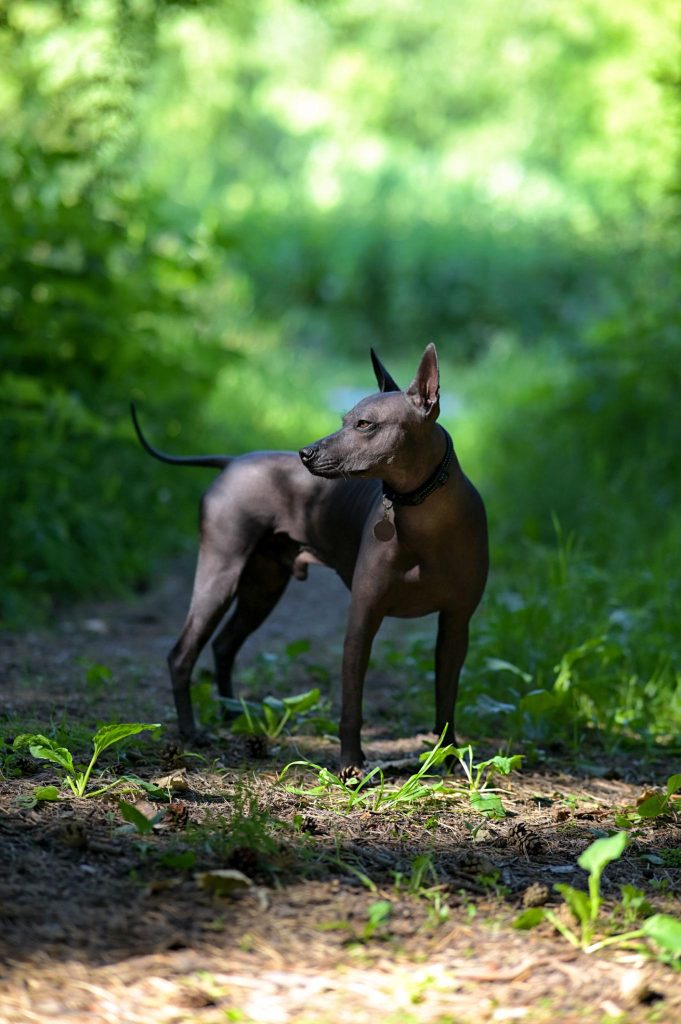 Standard sized Xoloitzcuintli dog standing outdoors.