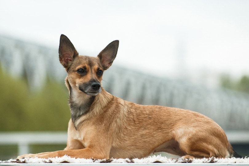 Coated Peruvian Inca Orchid dog with short fur