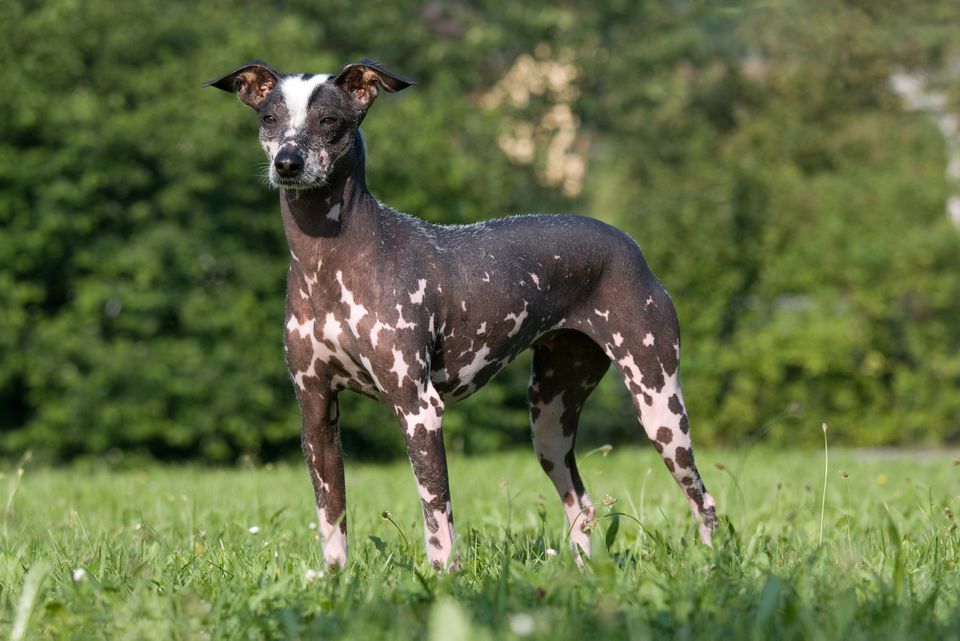 Peruvian Inca Orchid hairless dog standing outdoors