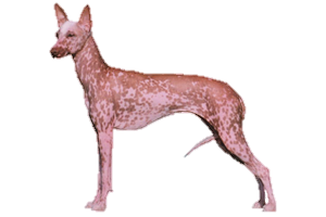 Large variety Peruvian Inca Orchid hairless dog