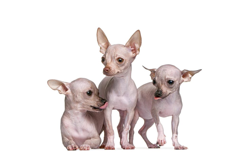 Three toy-sized hairless chihuahuas in a group.