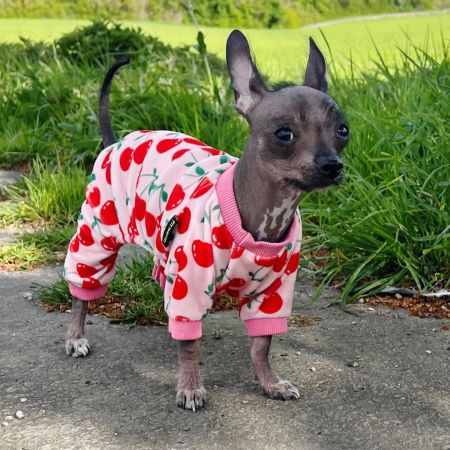 Small hairless chihuahua wearing dog pajamas standing outdoors.