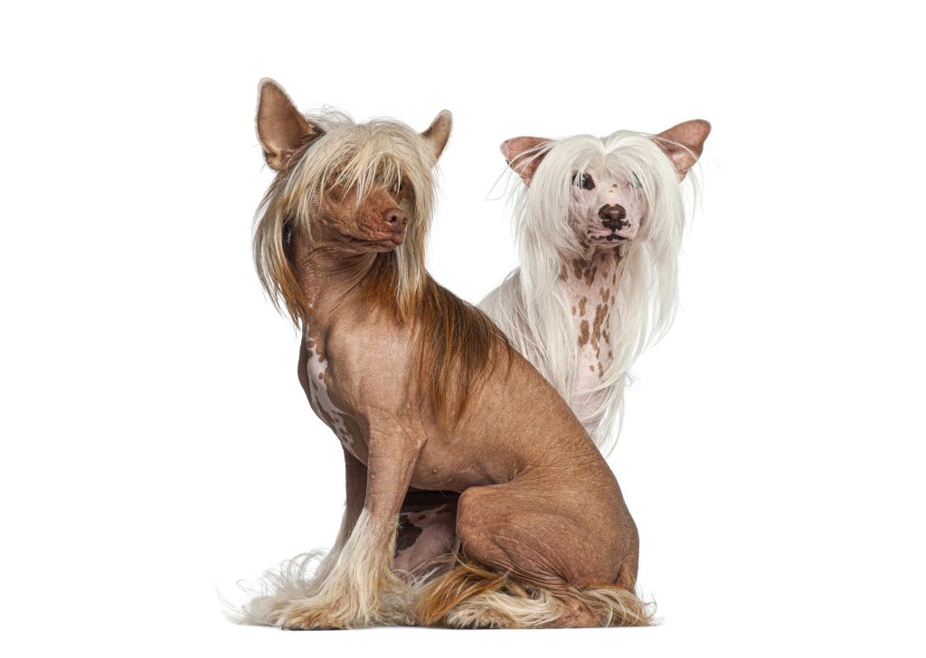 Two Chinses Crested purebred dogs sitting together.
