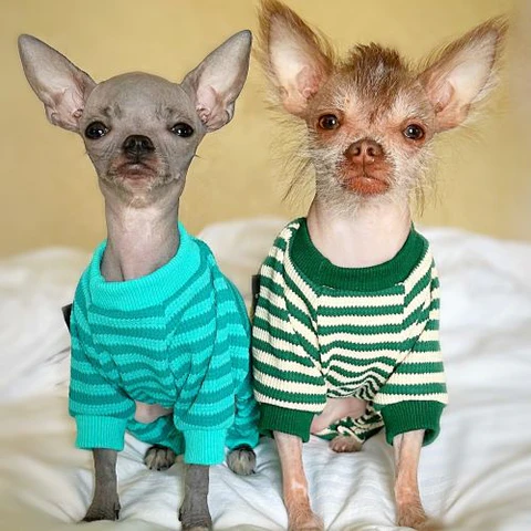 Two hairless chihuahuas sitting next to each other wearing sweaters.
