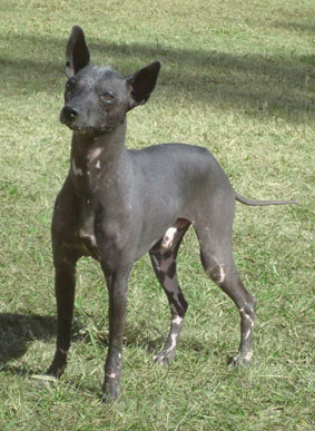 An alert Argentine Pila dog standing outdoors looking curiously into the distance.