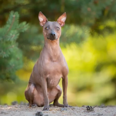 Argentine Pila dog sitting.