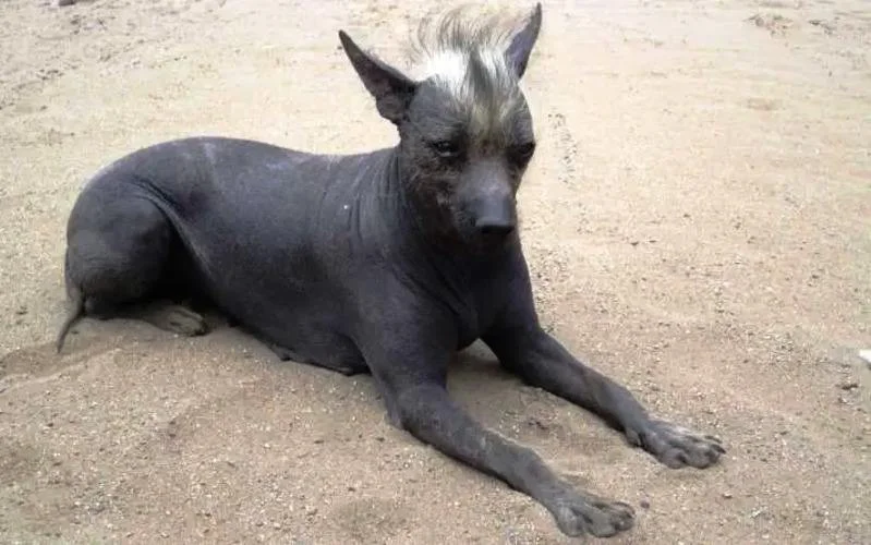 Bolivian Khala Grande Hairless Dog laying in sand.
