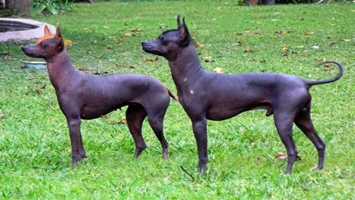 Argentine Pila dogs standing outdoors looking alert.