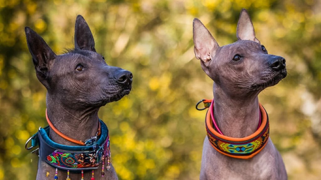 These two Xoloitzcuintle hairless dogs are dressed up in Mexican beaded collars