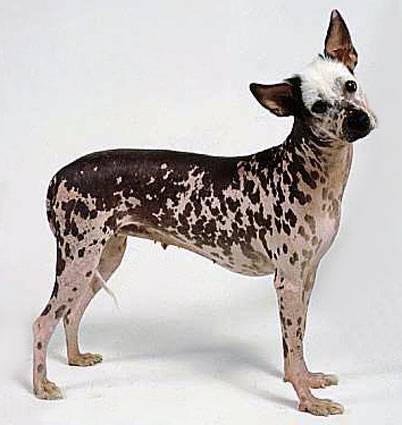 Peruvian Inca Orchid Dog Breed Complete Guide - A-Z Animals