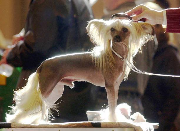 Chinese Crested Dog Image